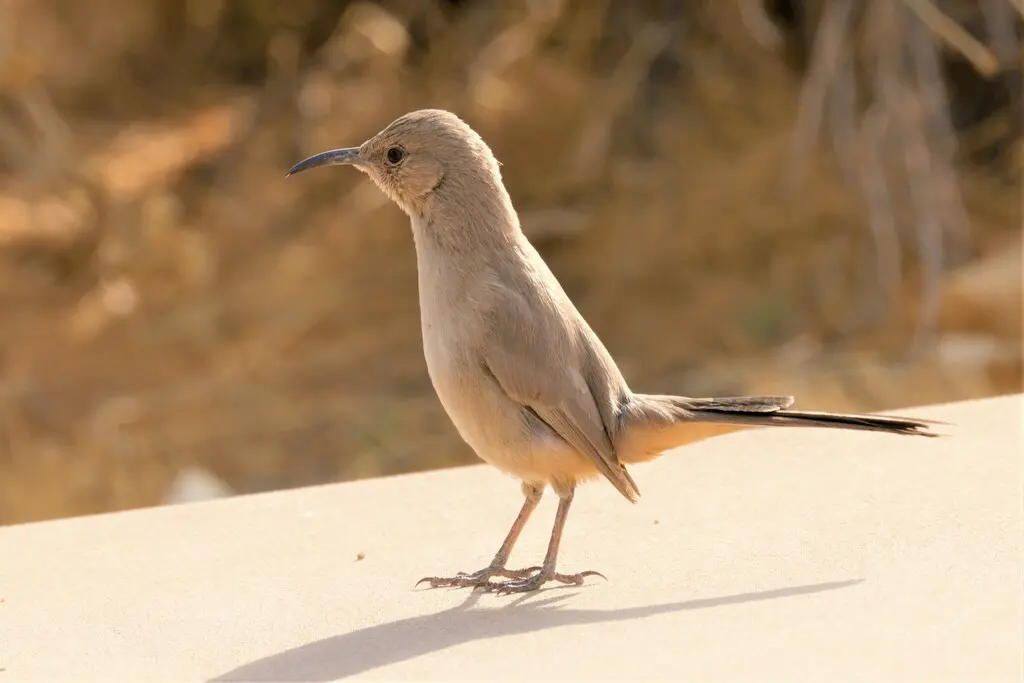 勒氏弯嘴嘲鸫(Toxostoma lecontei)