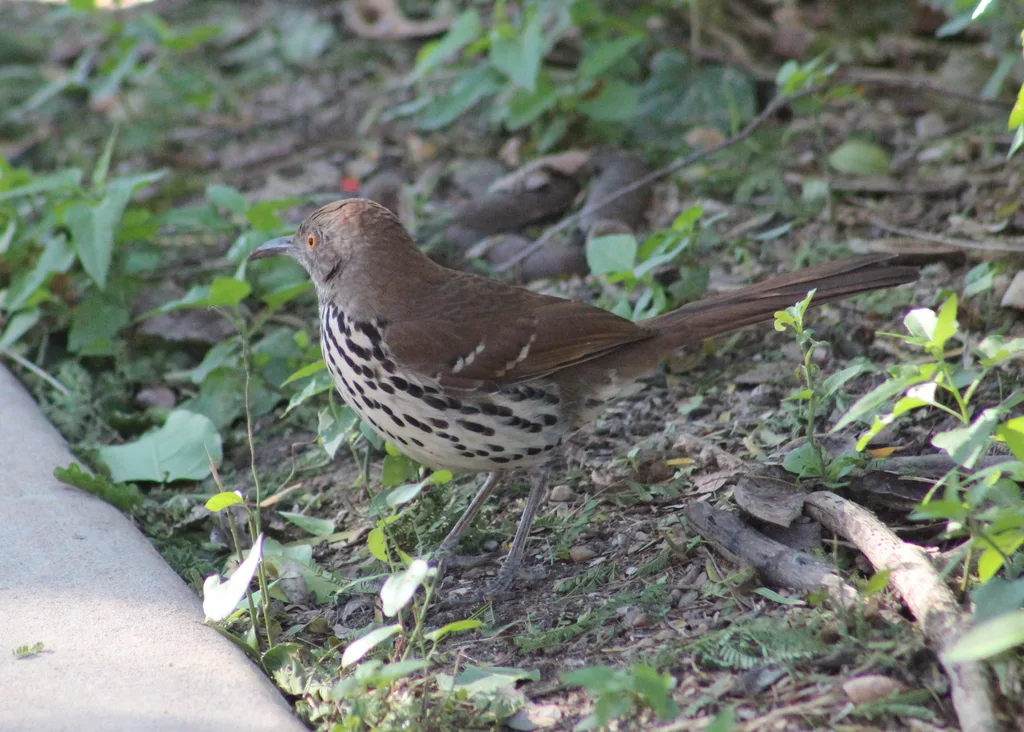 长弯嘴嘲鸫(Toxostoma longirostre)