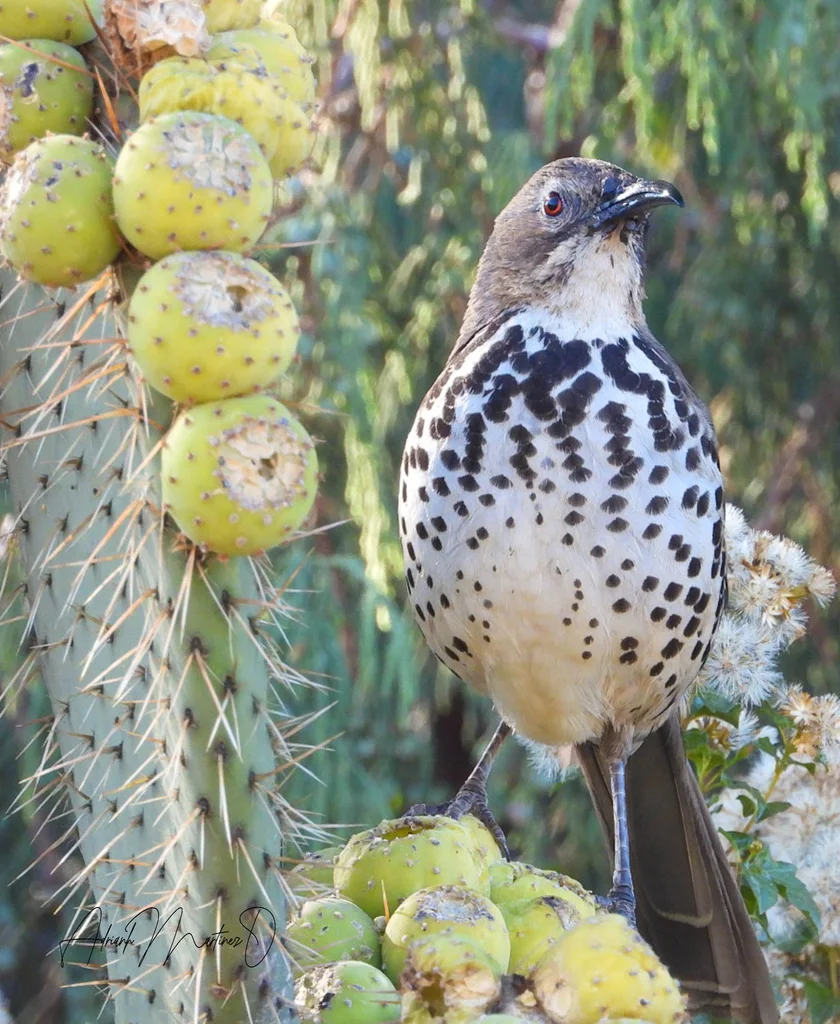 墨西哥弯嘴嘲鸫(Toxostoma ocellatum)