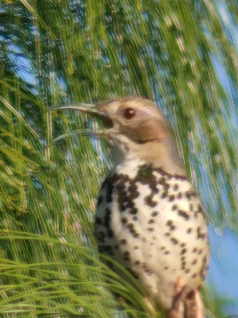 墨西哥弯嘴嘲鸫(Toxostoma ocellatum)