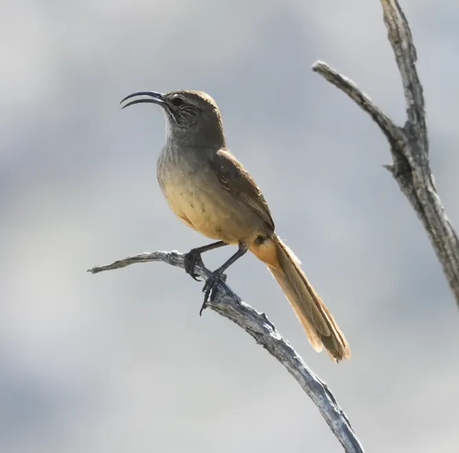 加州弯嘴嘲鸫（Toxostoma redivivum）
