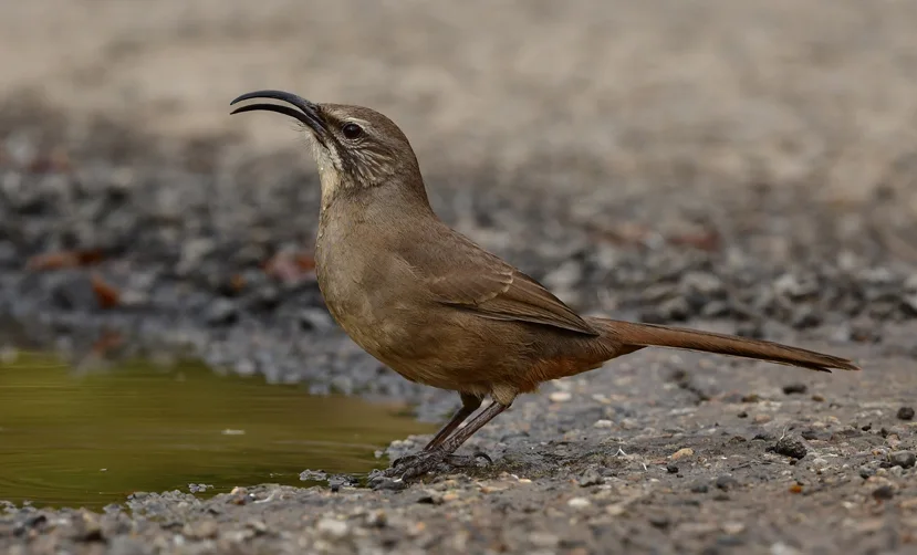 加州弯嘴嘲鸫（Toxostoma redivivum）