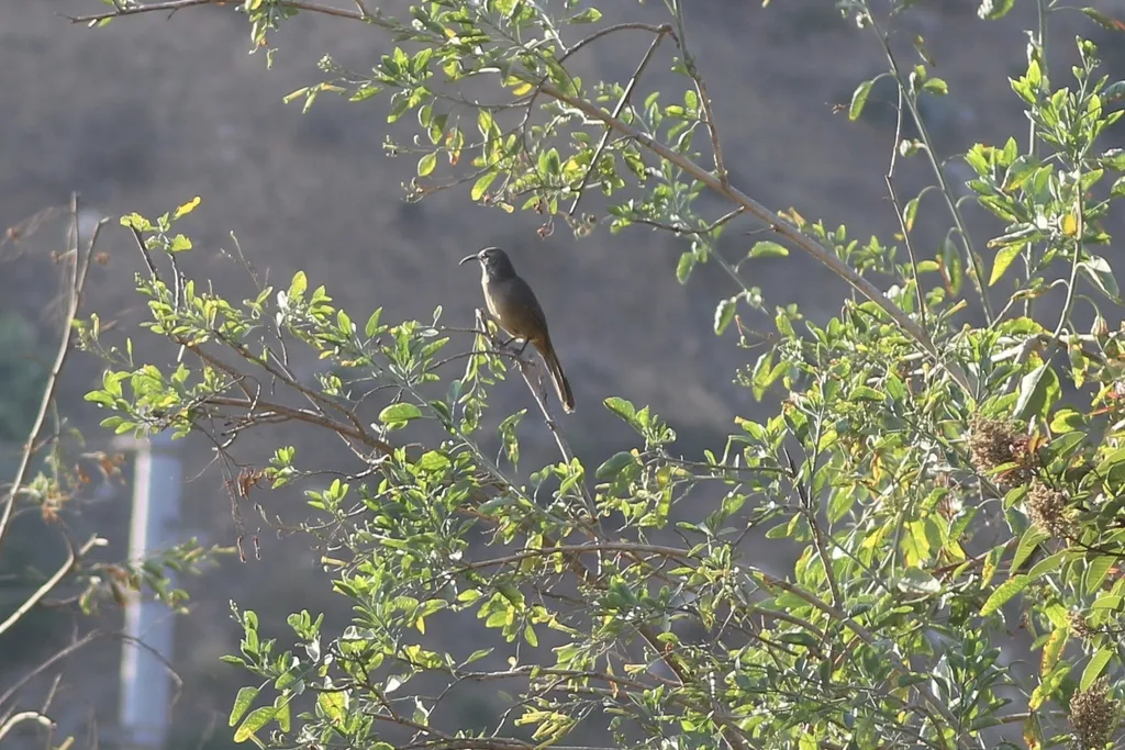 加州弯嘴嘲鸫（Toxostoma redivivum）