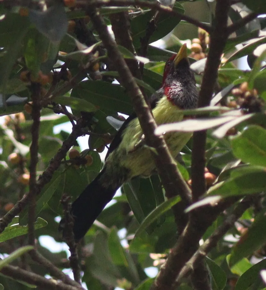 西黄嘴拟啄木鸟(Trachylaemus goffinii)