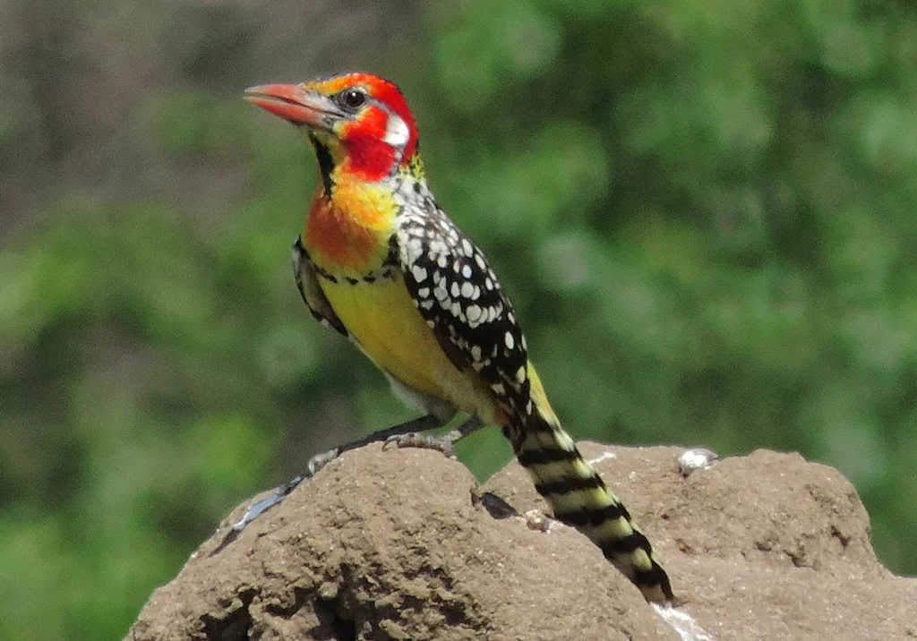 红黄拟啄木鸟(Trachyphonus erythrocephalus)