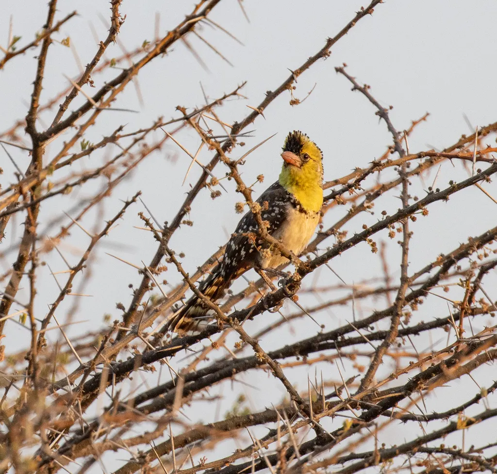 黄胸拟啄木鸟(Trachyphonus margaritatus)