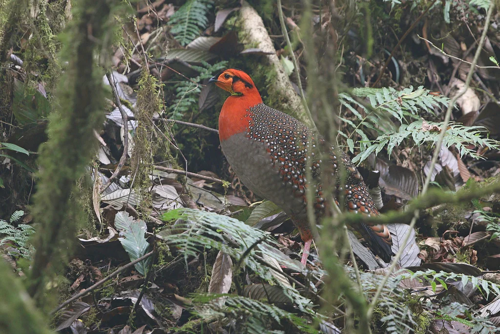 灰腹角雉(Tragopan blythii)
