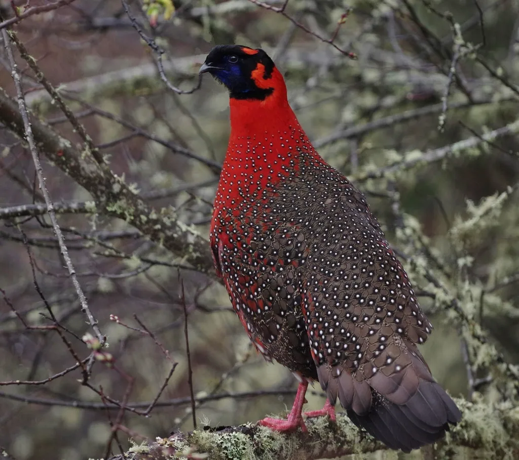红胸角雉(Tragopan satyra)