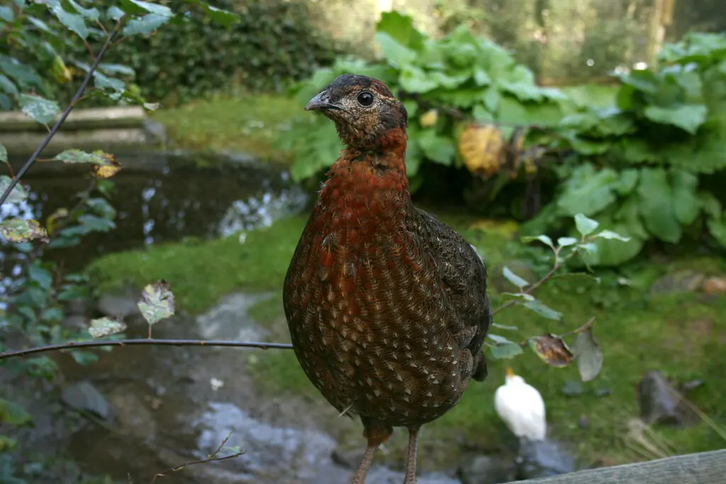 红胸角雉(Tragopan satyra)