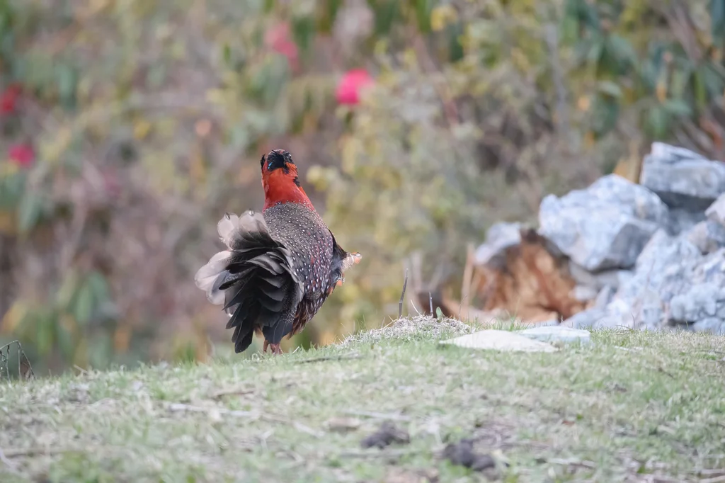 红胸角雉(Tragopan satyra)
