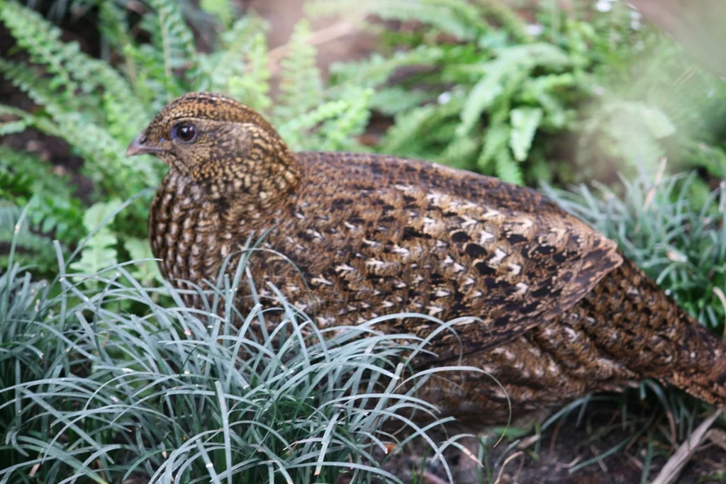 红腹角雉(Tragopan temminckii)