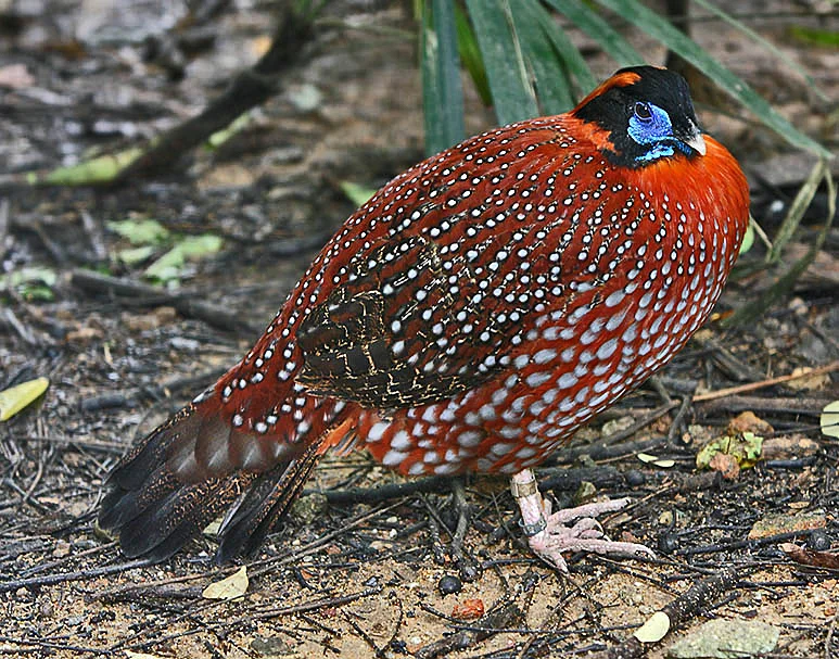 红腹角雉(Tragopan temminckii)