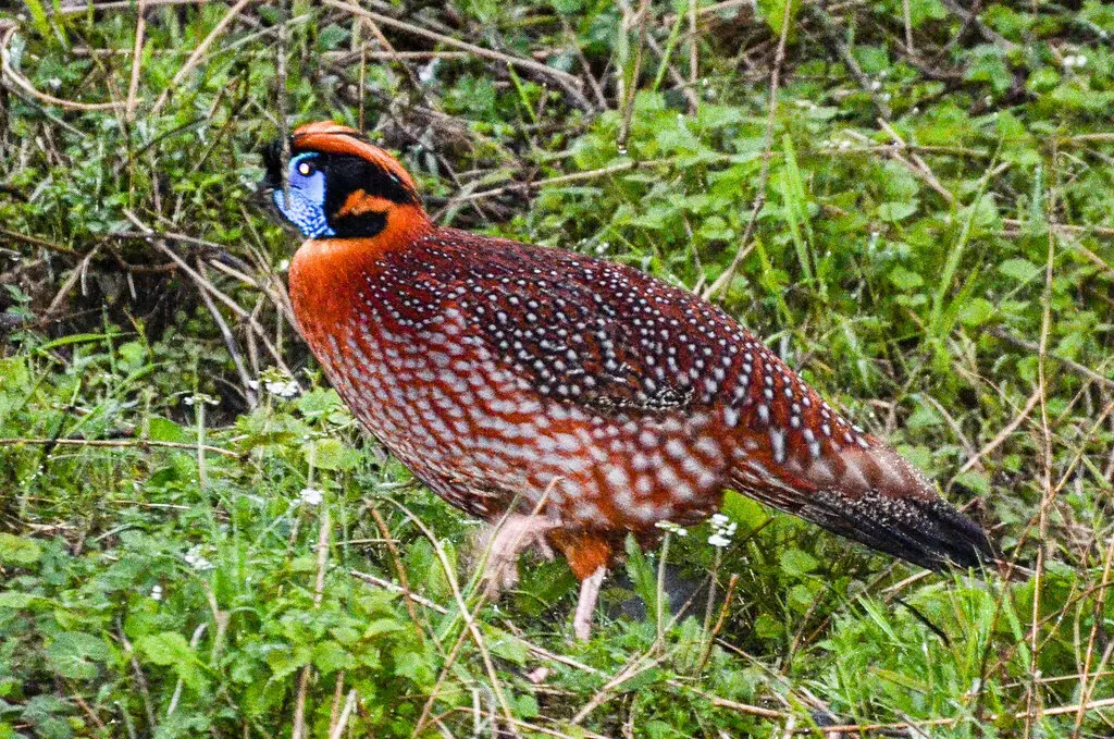 红腹角雉(Tragopan temminckii)