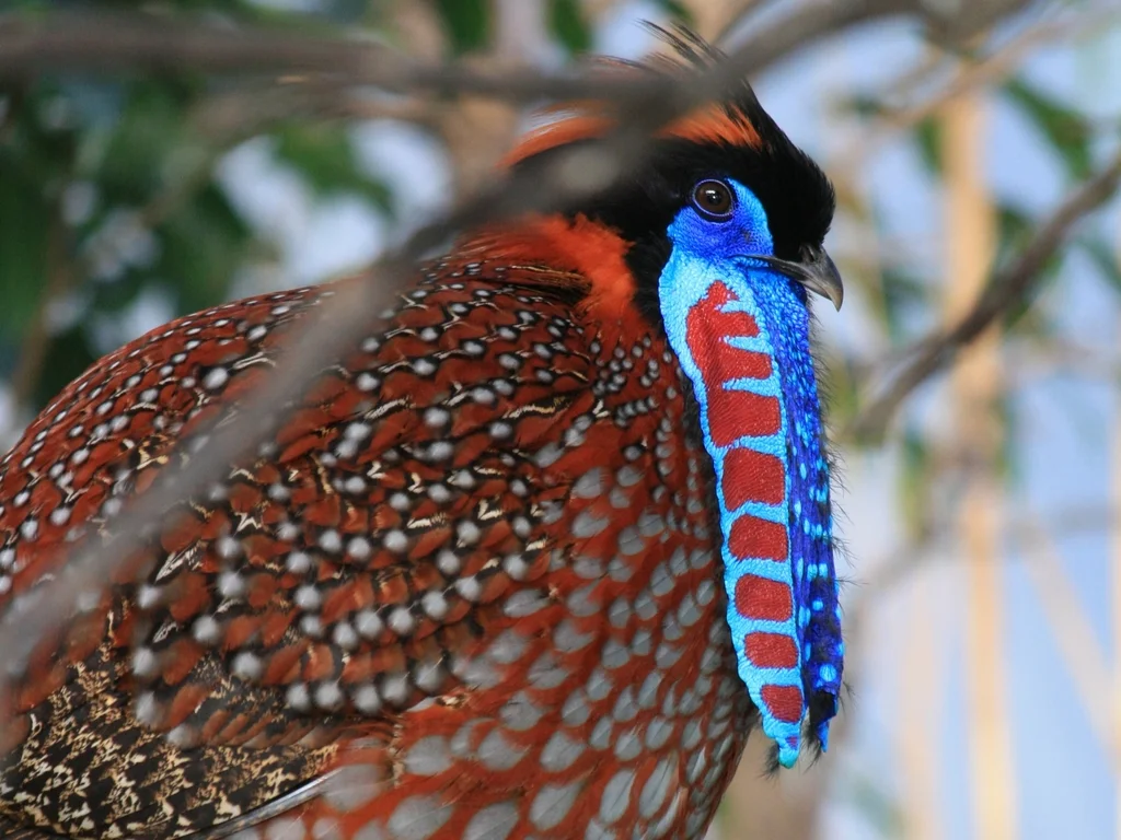 红腹角雉(Tragopan temminckii)