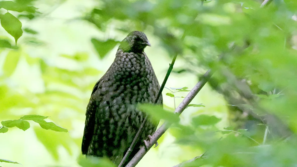 红腹角雉(Tragopan temminckii)