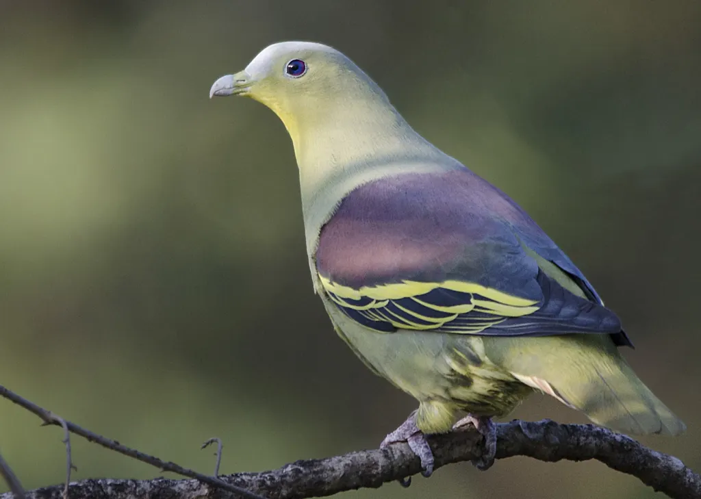 灰额绿鸠(Treron affinis)