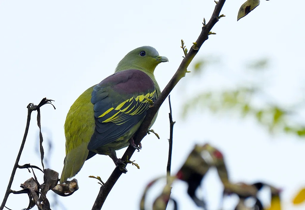 灰额绿鸠(Treron affinis)