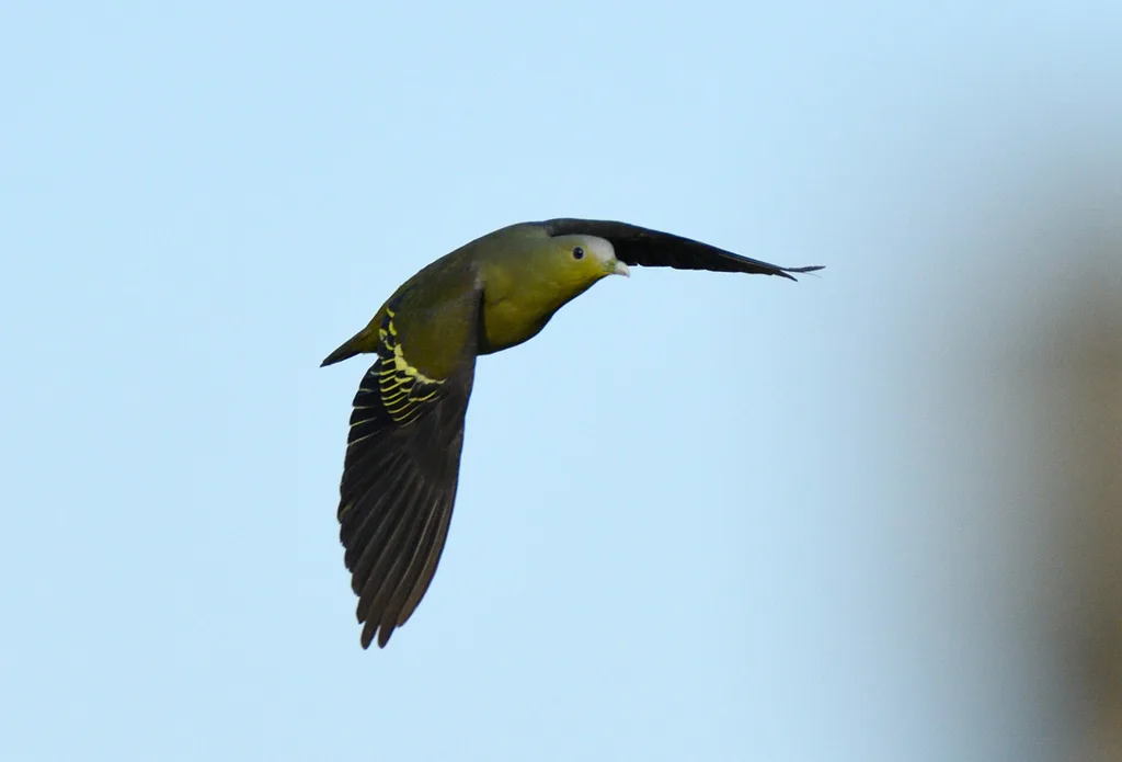 灰额绿鸠(Treron affinis)
