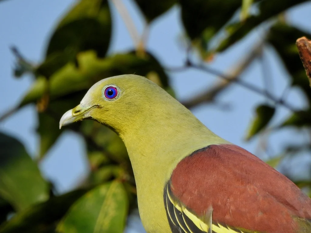 灰额绿鸠(Treron affinis)