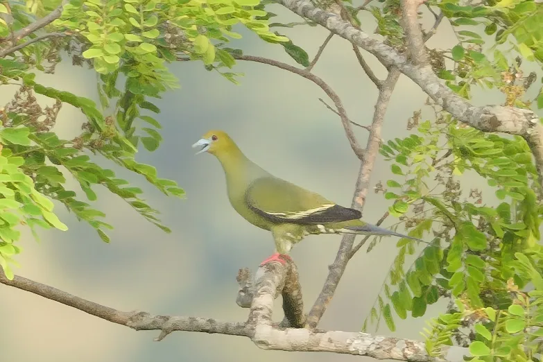 针尾绿鸠(Treron apicauda)