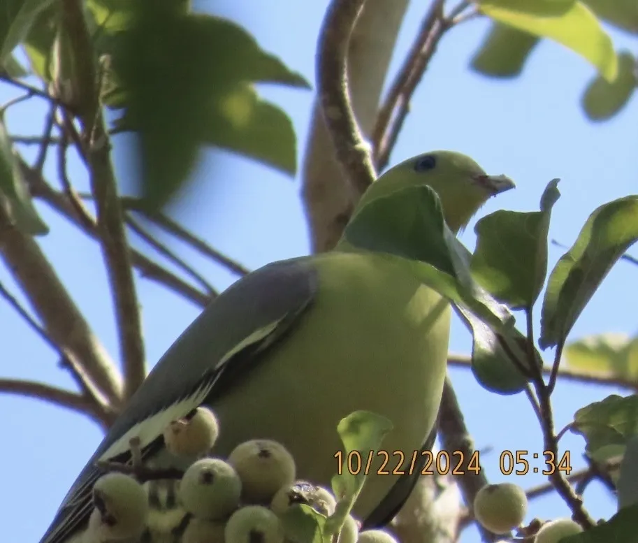 马岛绿鸠(Treron australis)