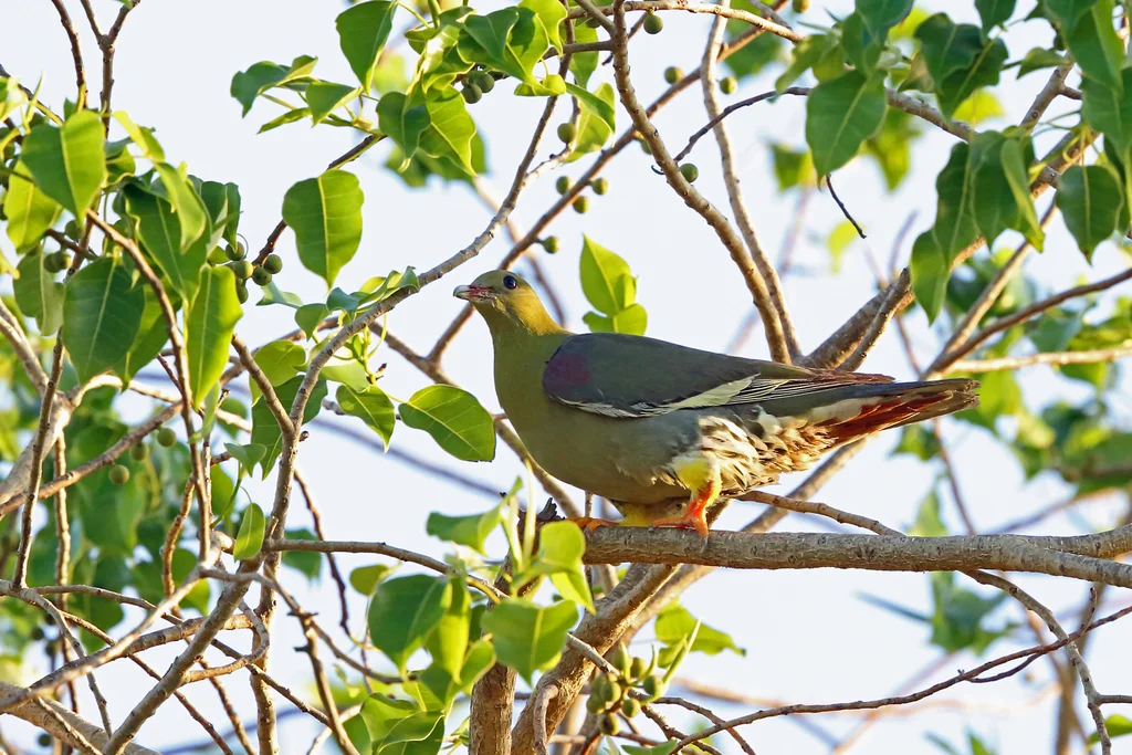 马岛绿鸠(Treron australis)