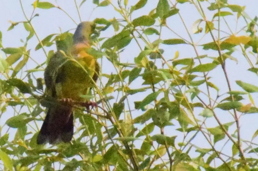 橙胸绿鸠(Treron bicinctus)