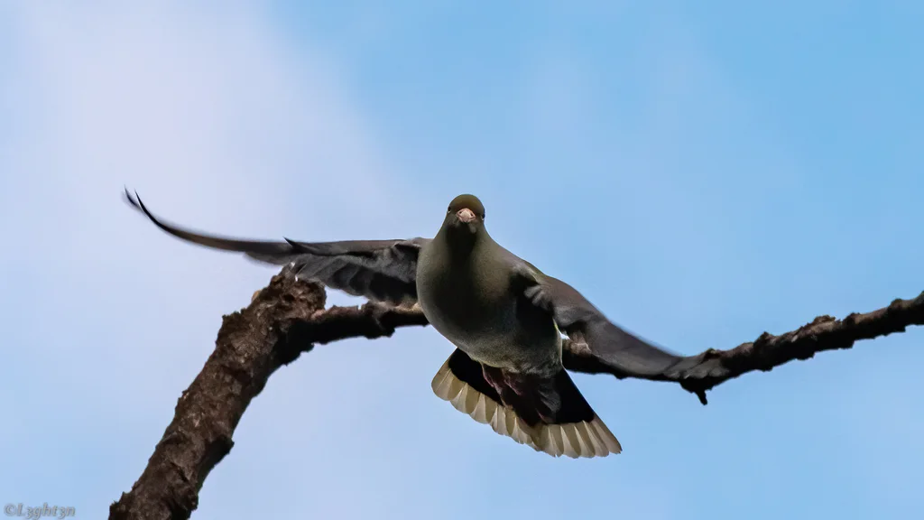 非洲绿鸠(Treron calvus)
