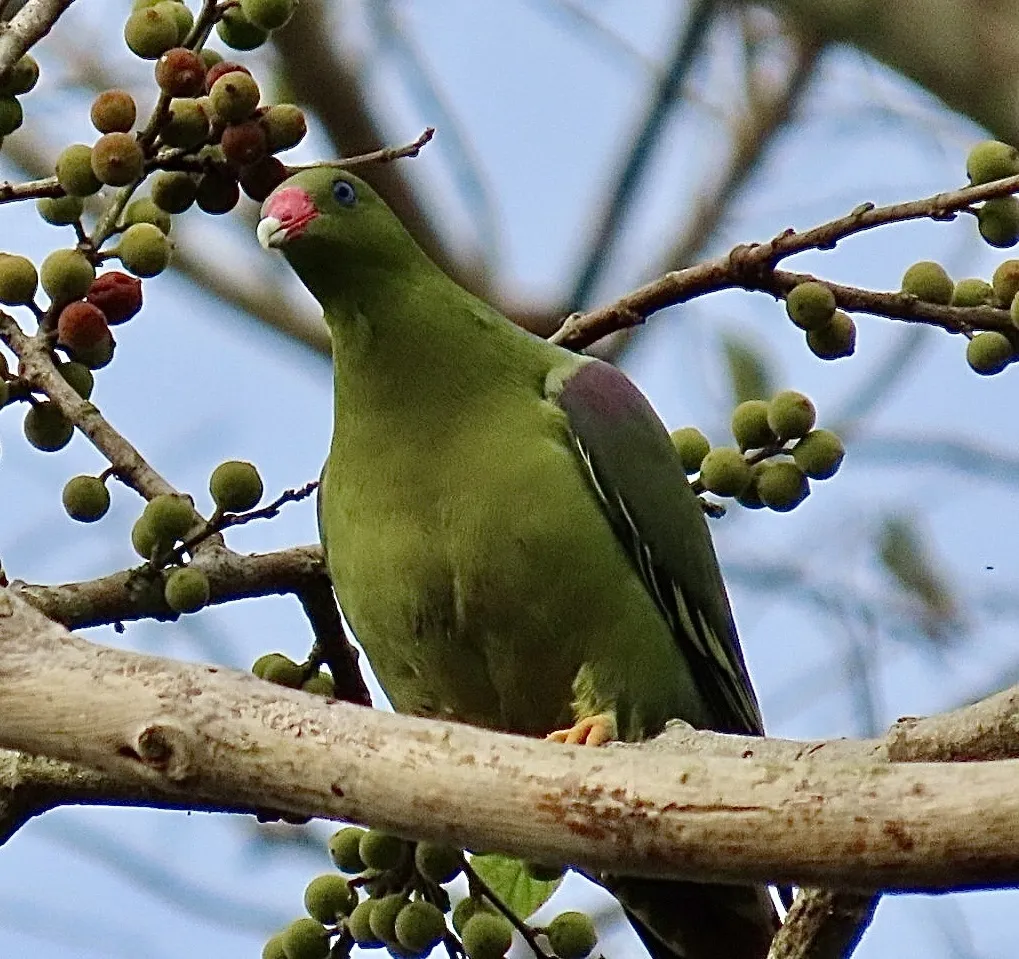 非洲绿鸠(Treron calvus)