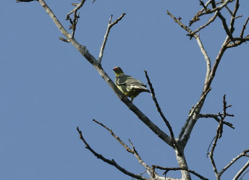非洲绿鸠(Treron calvus)