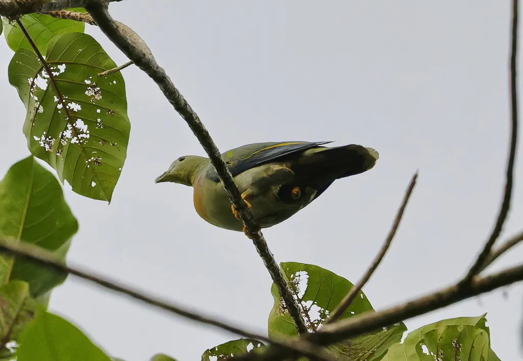 大绿鸠(Treron capellei)