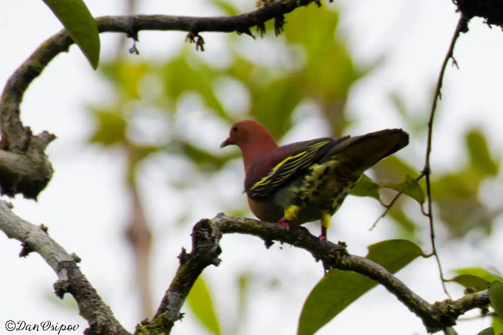 棕头绿鸠(Treron fulvicollis)