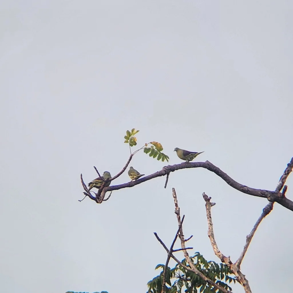 灰颊绿鸠(Treron griseicauda)