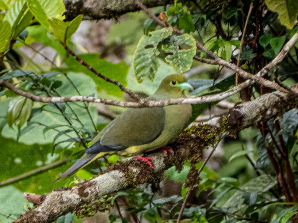 黄腹针尾绿鸠(Treron oxyurus)