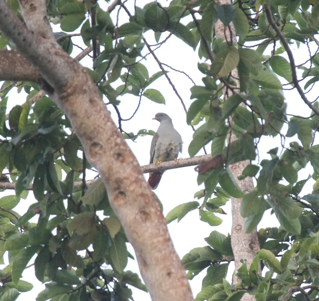 奔巴绿鸠(Treron pembaensis)