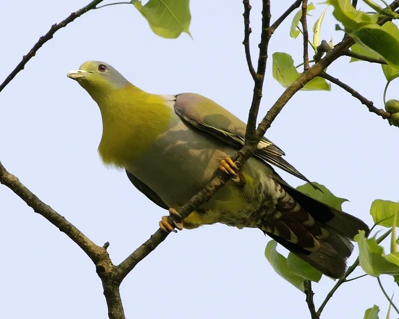 黄脚绿鸠(Treron phoenicopterus)