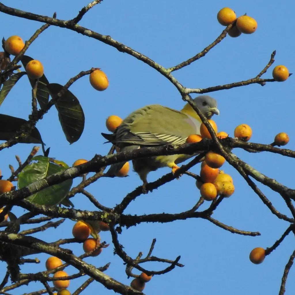 黄脚绿鸠(Treron phoenicopterus)