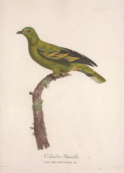 帝汶绿鸠(Treron psittaceus)