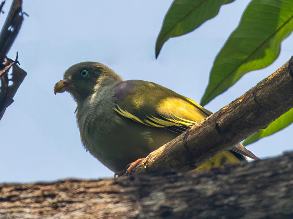 圣多美绿鸠(Treron sanctithomae)