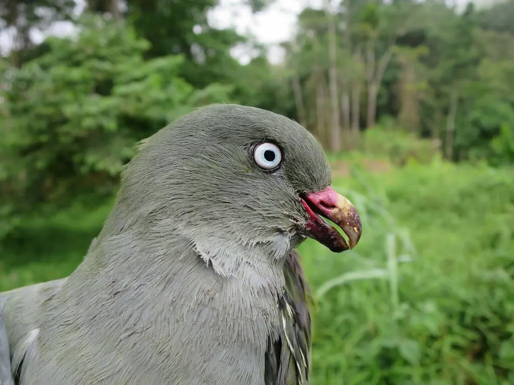 圣多美绿鸠(Treron sanctithomae)