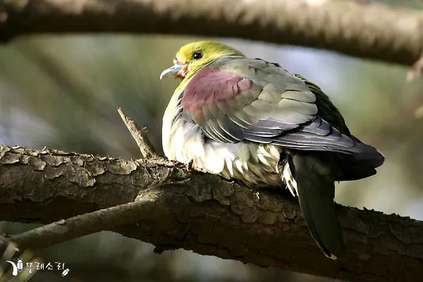 红翅绿鸠(Treron sieboldii)