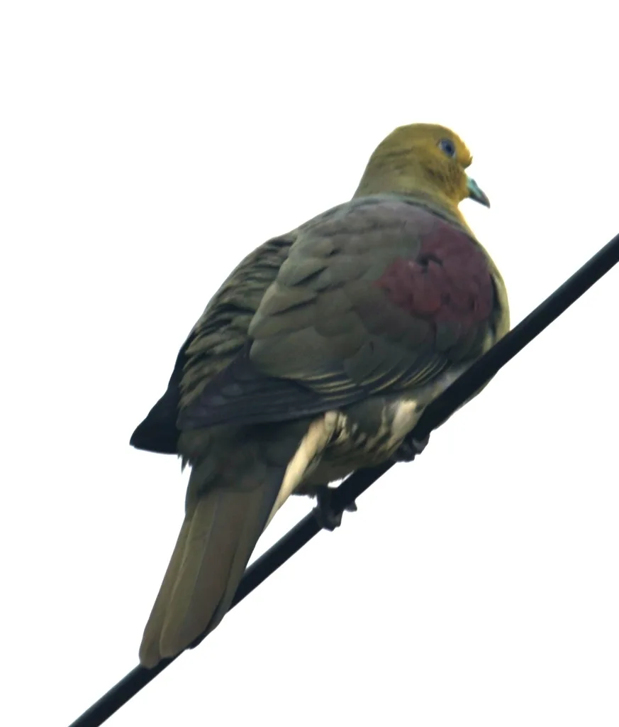 红翅绿鸠(Treron sieboldii)