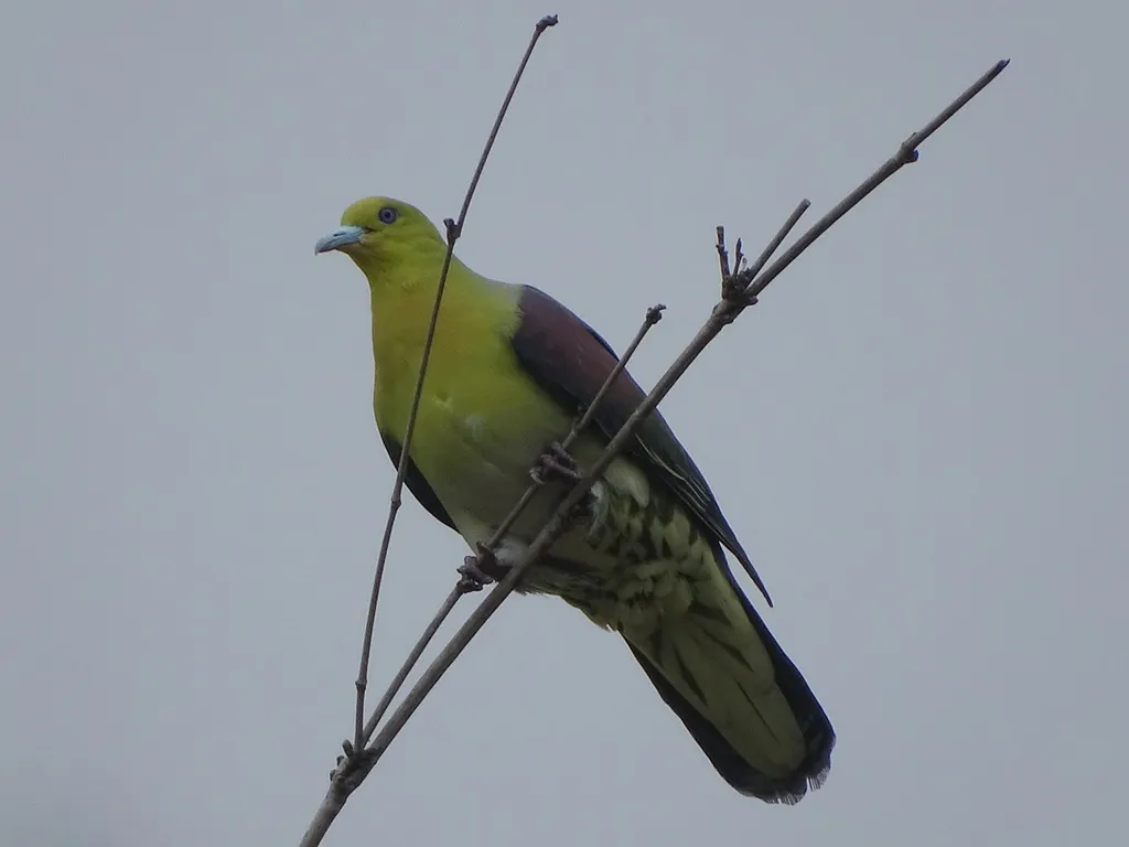 红翅绿鸠(Treron sieboldii)