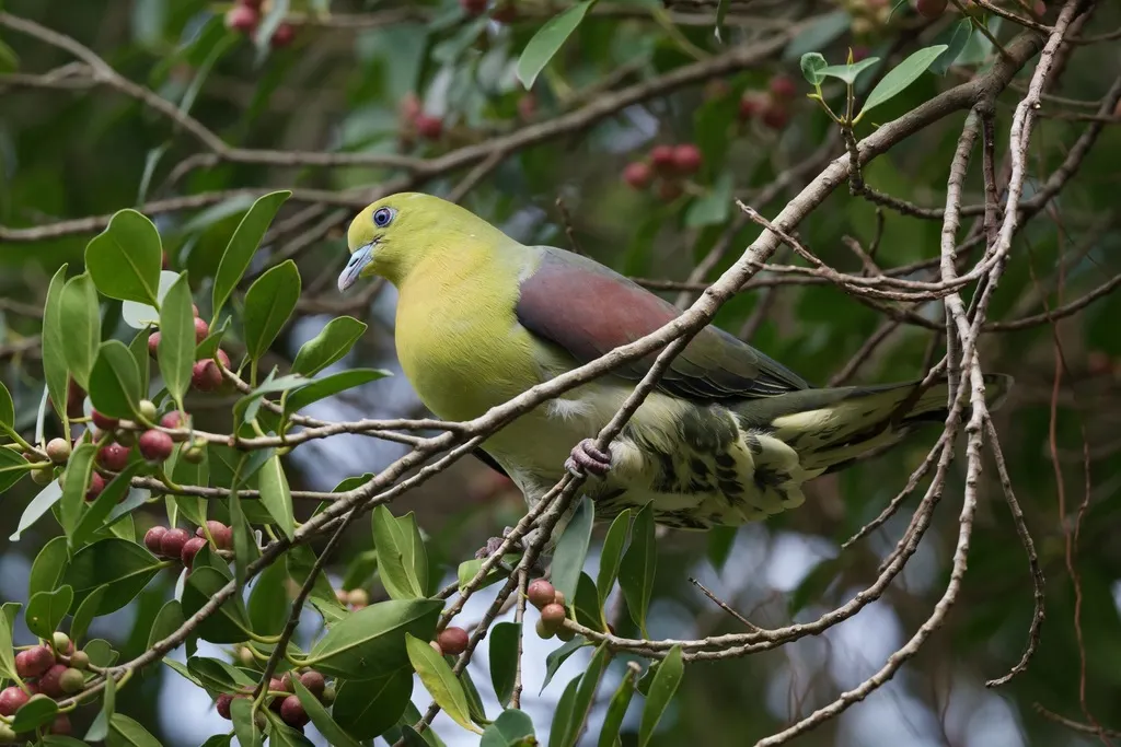 红翅绿鸠(Treron sieboldii)
