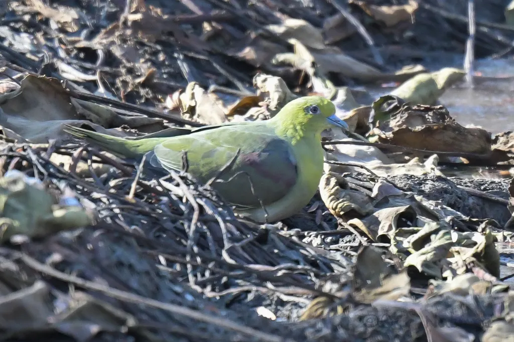 红翅绿鸠(Treron sieboldii)