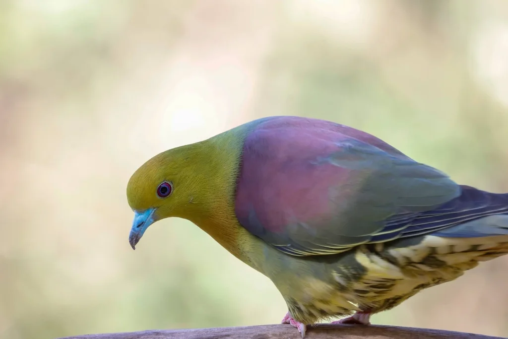 楔尾绿鸠（Treron sphenurus）
