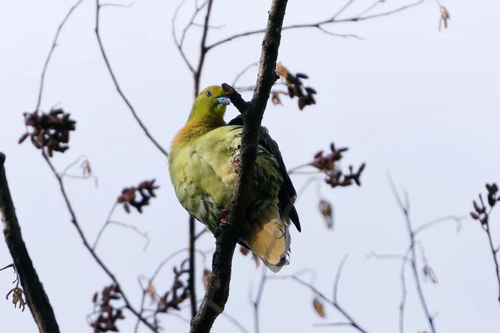 楔尾绿鸠（Treron sphenurus）