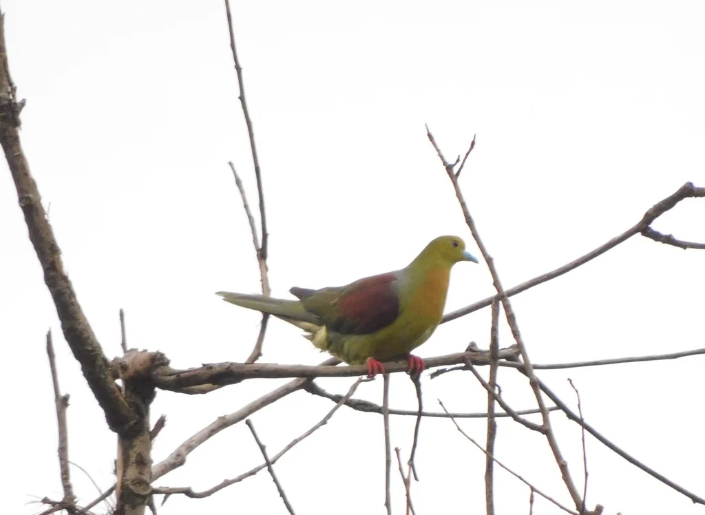 楔尾绿鸠（Treron sphenurus）