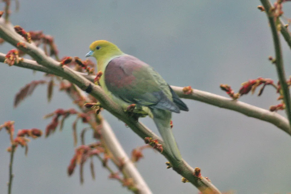 楔尾绿鸠（Treron sphenurus）