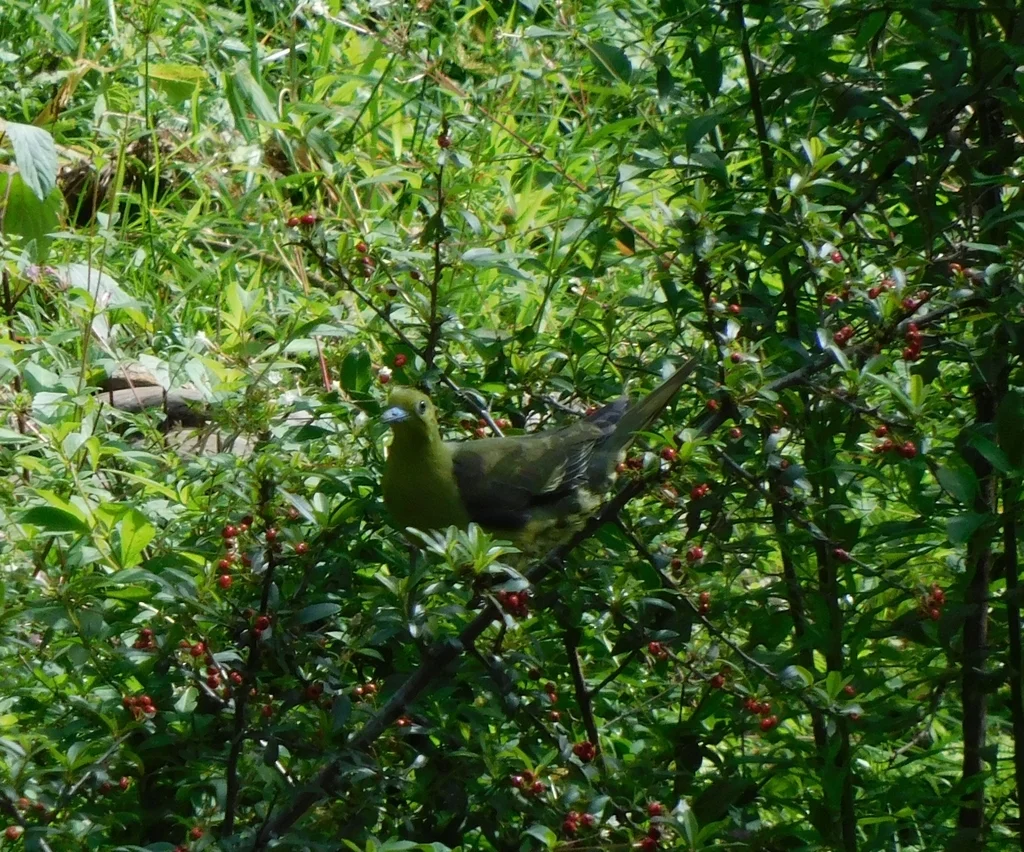 楔尾绿鸠（Treron sphenurus）